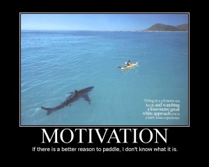 shark shark