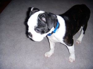 tuggy