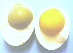 egg